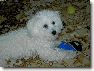 ta bota bude cel� moje