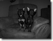 Usm�vejte se pros�m, vylet� pt��ek