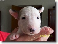 Mal� sest�i�ka