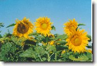 Ot���m se za sluncem