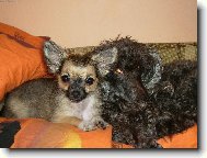 Tak tohle jsou na�e zlat��ka :)