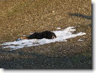 �nor b�l�, pole s�l�...