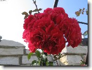 �erven� r��e