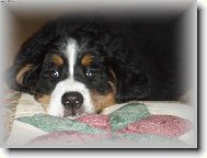 Bernsk� b�b�tko