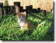 klid, hl�d�m to tu...