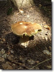 Poporostu je�t�?