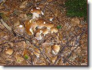 Hn�zdo prav�k� - kolik jich napo��t�te?