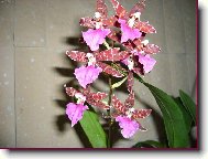 Prvn� dom�c� �sp�ch