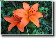 Kr�sa z Jesen�ku