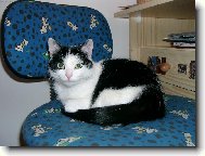 Kr�sn� dom�c� ko�i�ka