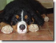 To je m�j Fabi�nek