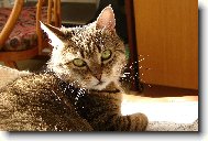 Na�e ko�ka Eli�ka