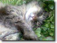 N� kocourek �iko