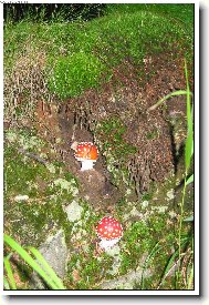 Muchom�re�ky z Krkono�