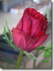 ��han� r��e