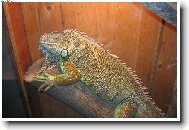 takov� mal� potv�rka