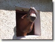 �uch�m,�uch�m �lov��inu