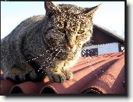 Ko�ka na rozp�len� st�e�e