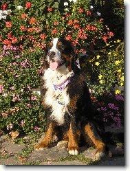 Argonath Vala�sk� slunce