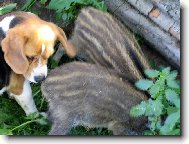 B�gl a dv� mal� pras�tka