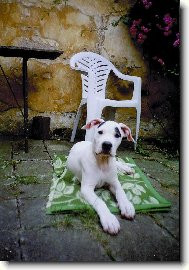 C_Atilla Barrandovsk� st��bro