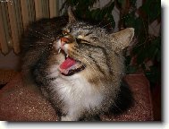 J� a na internetu?No to by jste m� rozesm�li.