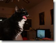 H� h� h� h� .. .. ..