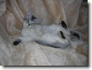 som�lsk� manek�na