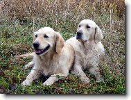 Zlat� retr�v�i