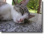 ��rinka pu�inka unaven� ko�inka :D