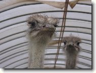 Na n�v�t�v� u kamar�d�