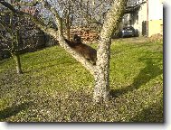 Kr�sn� se prot�hnu....na strome�ku..