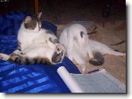 �istotn� ko�ky