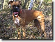 Aemi v brdsk�ch les�ch