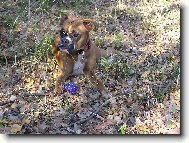 Aemi v brdsk�ch les�ch