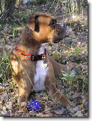 Aemi a modr� m��ek