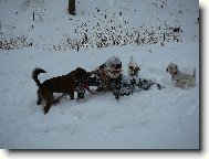 kdo m� v�c pejsk�