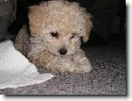 N� mal� Charlie!