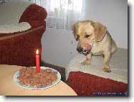 Lesan slav� narozeniny