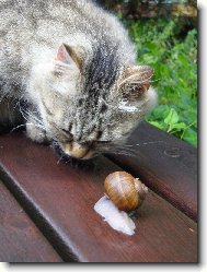 Pane, poj�te si hr�t