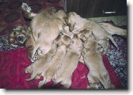 No �o m�m robi�??????????