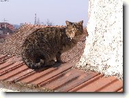 Ko�ka na t�e�e