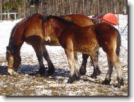 Kobylka s h��b�tem