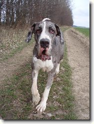 Bosanka na proch�zce