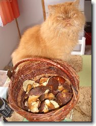 Alfi byl na houb�ch