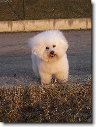 Andy z �erven�ch roklin