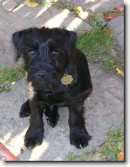 mil��ek cel� rodiny