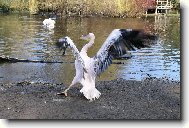 Tan��c� pelik�n