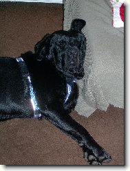 m�l to b�t labrador...