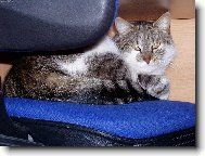 Chci si sednout k po��ta�i a... :)